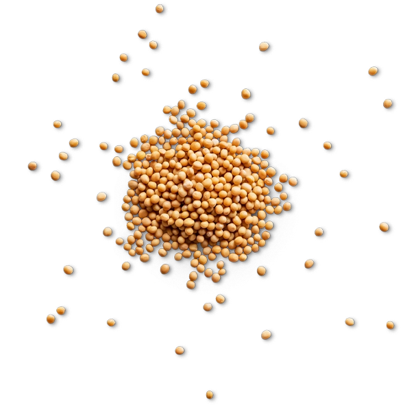 Basiron Mosterd Mustard
